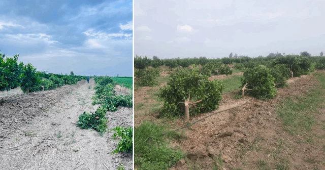 Mersin de bir bahçedeki 460 mandalina ağacına zarar verildi Mersin Haberleri