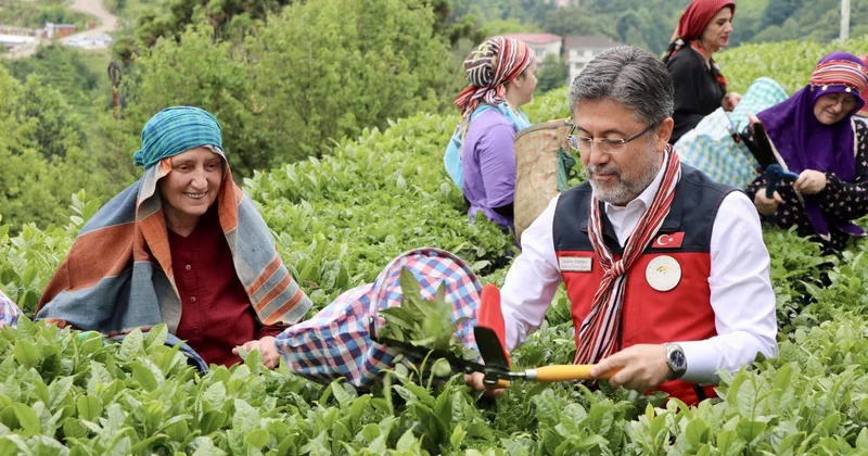 Bakan Yumaklı, çay hasadına katıldı