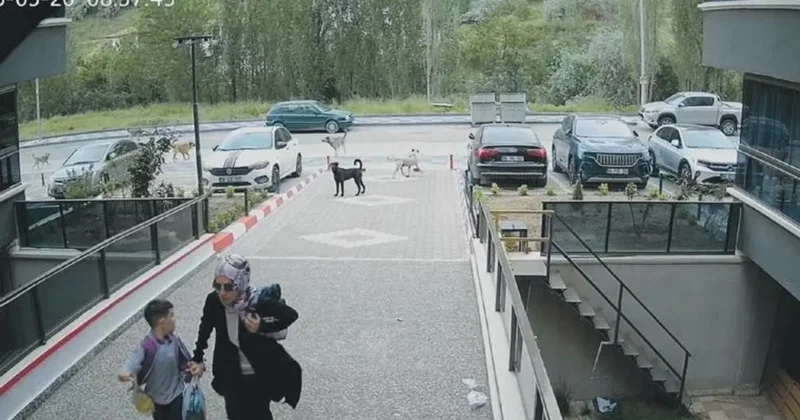 Okul yolunda köpek dehşeti