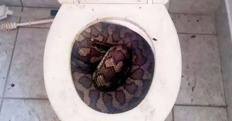 3,5 metre uzunluğundaki yılan, tuvaletini yapan adamın penisini parçaladı