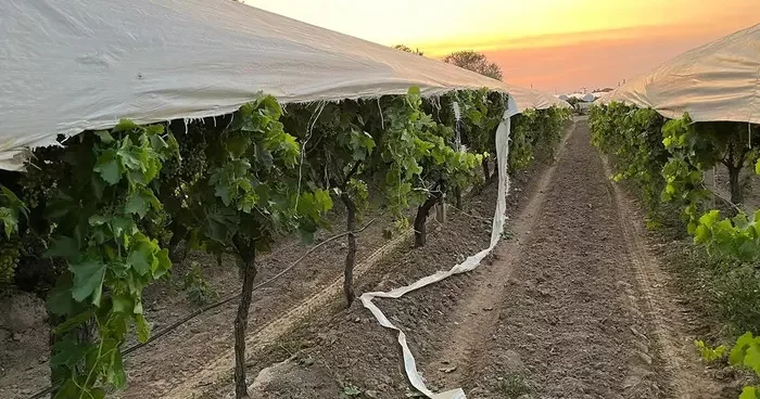 Traktör yolunu şaşırdı! Üzüm bağına zarar verdi