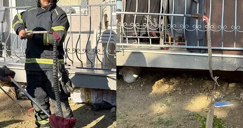 Apartmanın bahçesine giren Kafkas burunlu engerek yılanını itfaiye ekipleri yakaladı