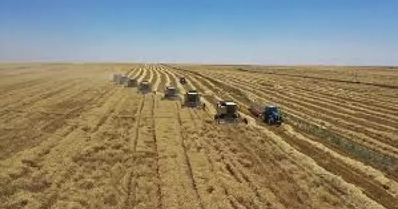Toprak Mahsulleri Ofisi üreticilerden 1 milyon tonun üzerinde hububat aldı