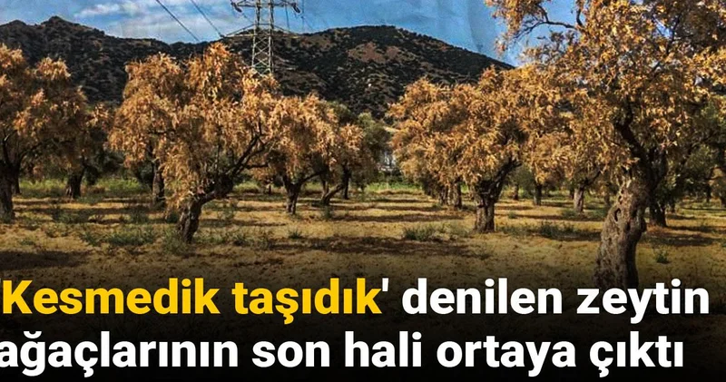 Kesmedik taşıdık denilen zeytin ağaçlarının son hali ortaya çıktı