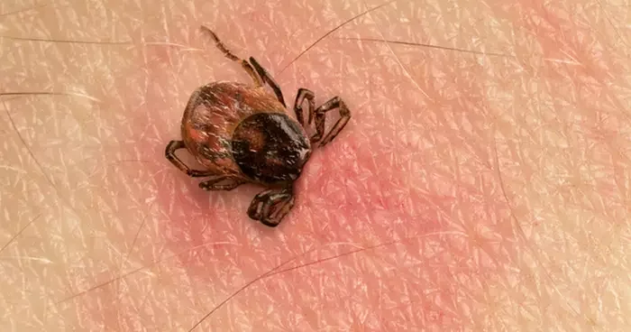 Kene ısırığı vakalarında ciddi artış! 15 gün boyunca kan emerek yaşarlar: Çok hızlı çoğalabilen hayvanlardır