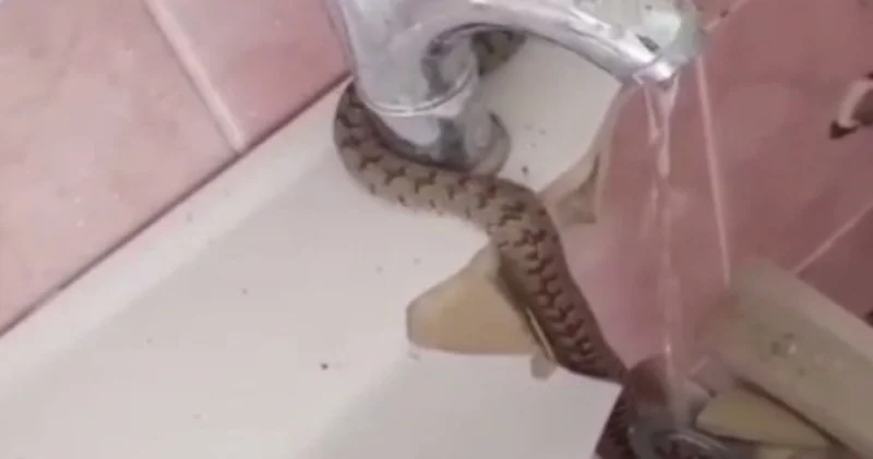 Lavaboda fark etti çekici kaptığı gibi müdahale etti