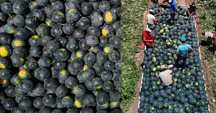 Adana da fiyatı 2,5 liraya kadar düştü!