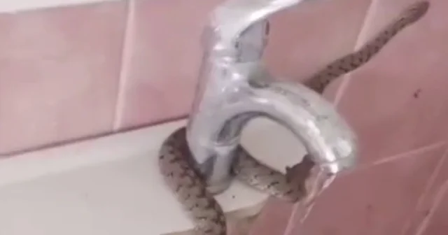 Evinin lavabosunu çekiçle kırıp sıkışan yılanı çıkardı Bayburt Haberleri