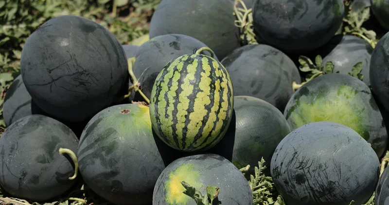 Adana’da karpuzun tarlada kilogram fiyatı 2,5 liraya kadar geriledi