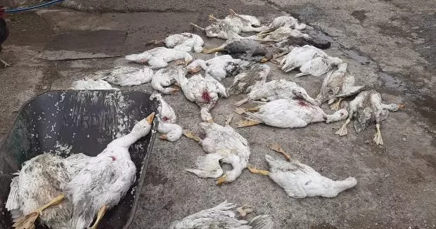 Samsun haberleri Samsun da esrarengiz olay: Çay kenarında otlayan 26 kaz telef oldu 30 Haziran 2025