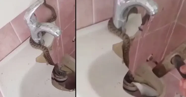 Evde lavabonun içinde gördü! Çekiçle kırıp doğaya bıraktı