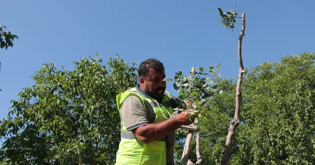 Beypazarı nda menengiç ve sakız ağaçlarına Antep fıstığı aşılanıyor Ankara Haberleri