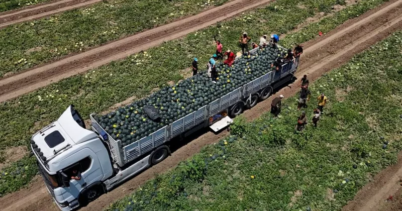 Karpuzun kilosu tarlada 2,5 liraya düştü!