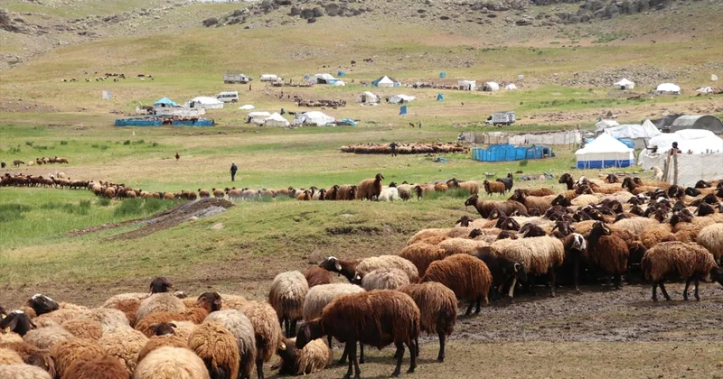 371 yaylaya yerleşen göçer aileler yazı çadırlarda geçiriyor
