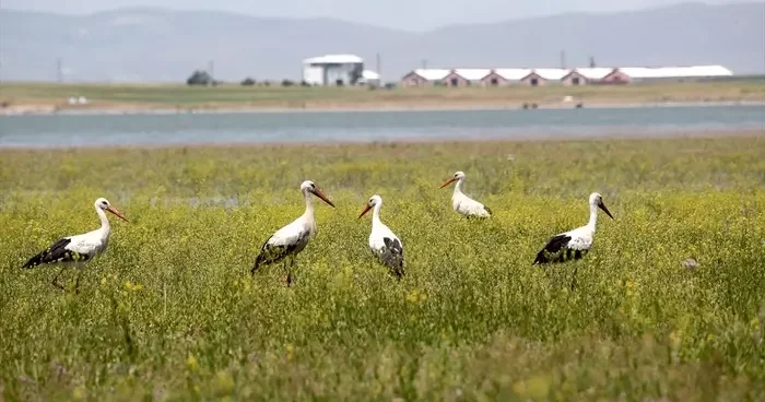 Göçmen kuşlar, Muş Ovası ndaki hareketliliği artırdı