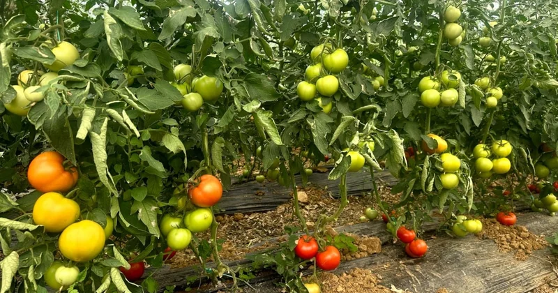 Lezzeti diğer domateslerden çok farklı: Hasadı başladı, kilosu 20 TL Sözcü Gazetesi