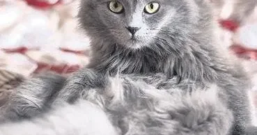 MEVLÜT TEZEL Kedi tüyü öldürür mü?