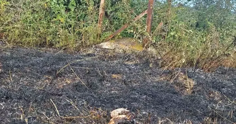 Yüksek gerilim hattına konan kuş yangına neden oldu