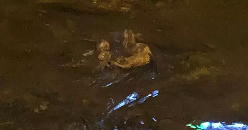 Deredeki su samurları kamerada
