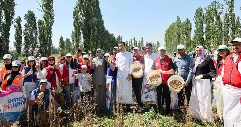 Gönüllü gençler hasat için tarım alanlarında