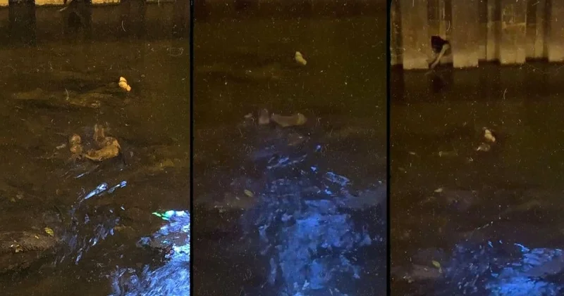 Nesli tükenmekte olan hayvanlar Zonguldak ta görüldü