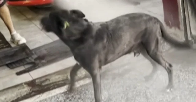 Sıcaktan bunalan köpeğin serinleme yöntemi izleyenleri gülümsetti VİDEO İZLE