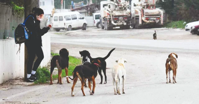 Başıboş köpekleri toplayan yok Yerel Gündem Haberleri