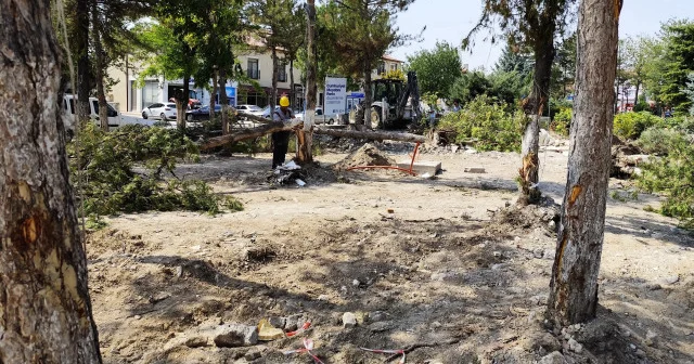 CHP li belediyeden yeşil kıyımı: Titizlikle sökülecek dedikleri ağaçları bir bir kestiler VİDEO İZLE