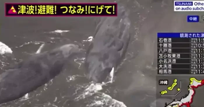 Japonya’daki tsunami dalgaları sırasında çok çarpıcı görüntü! Balinalar kıyıya vurdu…
