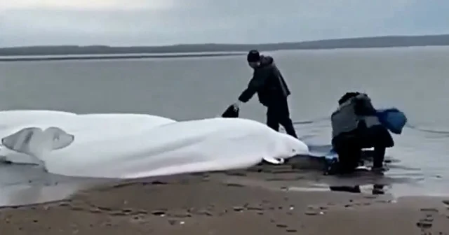 DEPREM RUSYA SON DAKİKA: Rusya’daki 8.8’lik büyük depremin ardından balinalar Japonya kıyılarına vurdu VİDEO İZLE