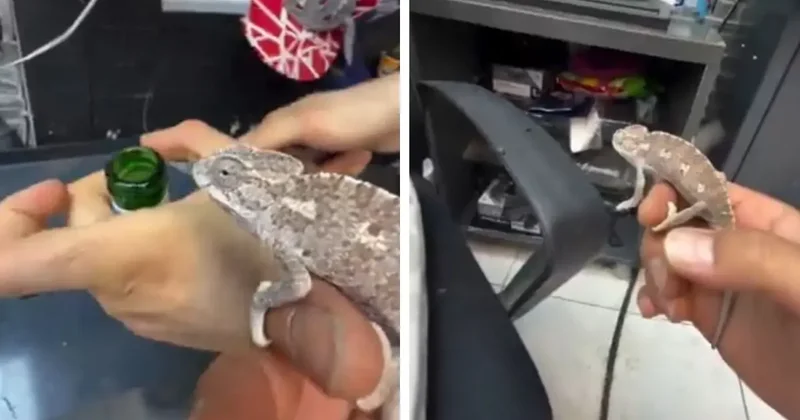 Sineklerle mücadele etmek için bukalemun beslemeye başladı