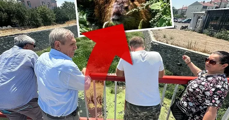 Kürkleri için çiftliklerde yetiştiriliyorlar! Su taşkınıyla Edirne ye geldiler: Görenler şaşkınlıkla izliyor
