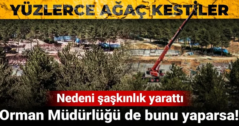 Orman Müdürlüğü de bunu yaparsa! Yüzlerce ağaç kestiler, nedeni şaşkınlık yarattı