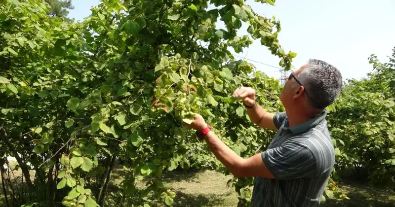 Fındıkta erken hasat uyarısı