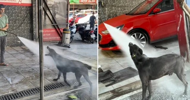 Sıcaktan bunalan köpek 2 saatte bir oto yıkamacıya gelip yıkanıyor Aktüel Haberleri