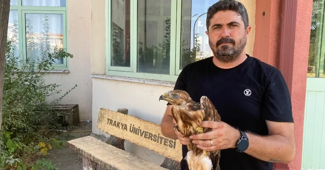 Aşırı sıcaklarda bitkin düşen yaban hayvanları tedavi sonrası doğaya bırakılıyor Edirne Haberleri