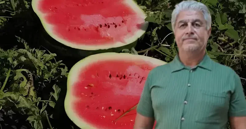 Karpuzlar tarlada kaldı, zarar eden üretici gelecek yıl uzak durabilir