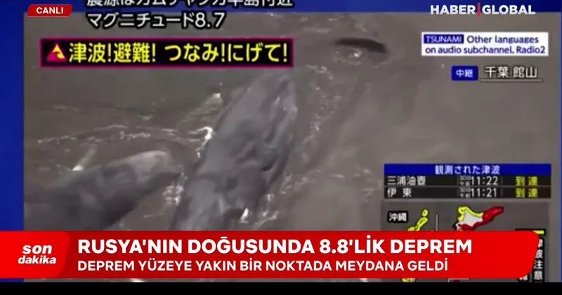 Depremin ardından balinalar kıyıya vurdu