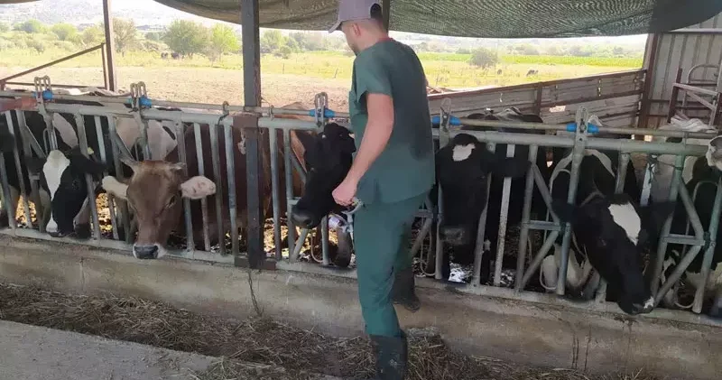Aydın da şap karantinası