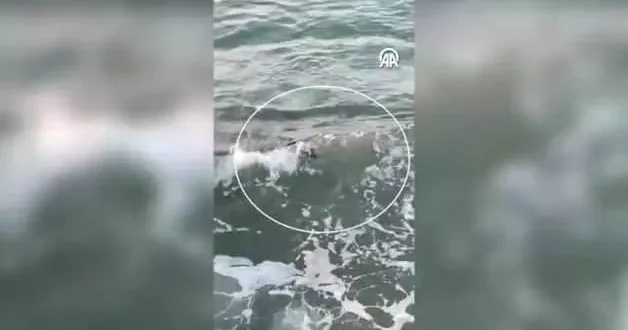 Marmara da görülen su samuru herkesin yüzünü güldürdü