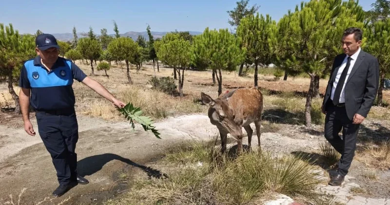Burdur da doğaya bırakılan geyik Salda Gölü ne indi
