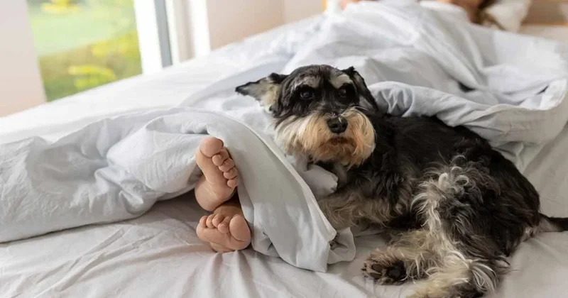 Köpeğiniz sizinle sizi sevdiği için uyumuyor: Sebebi sizi şaşkına çevirecek Sözcü Gazetesi