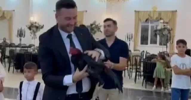 Amasya da düğünde damada Hint horozu hediye edildi VİDEO İZLE