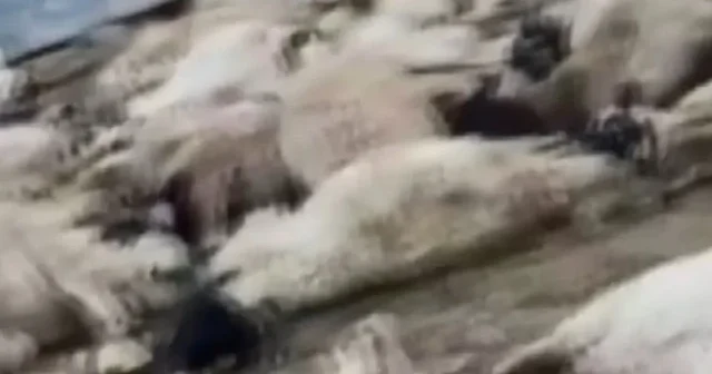 Van da sürüye saldıran kurtlar 111 koyunu telef etti VİDEO İZLE