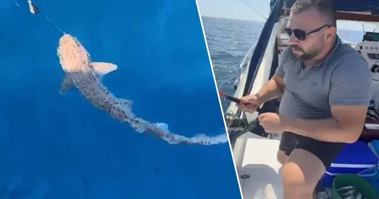 Saros Körfezi nde oltaya takıldı! 20 dakika mücadele etti: 1.5 metre boyunda