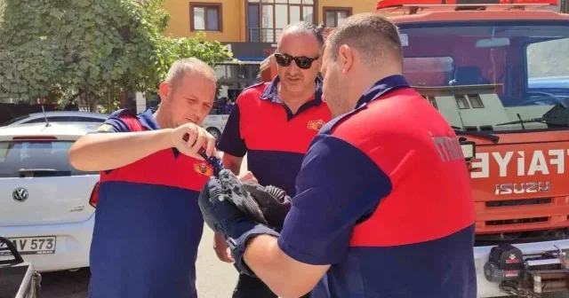 Çatıdaki ağlara takılan güvercini itfaiye kurtardı Hayat Haberleri