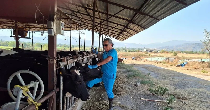 Bir il diken üstünde! Şap karantinası başladı, giriş çıkışlar yasaklandı Sözcü Gazetesi
