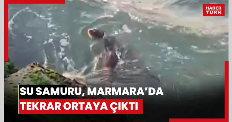 Temiz sularda yaşayan su samuru, Marmara’da tekrar ortaya çıktı.