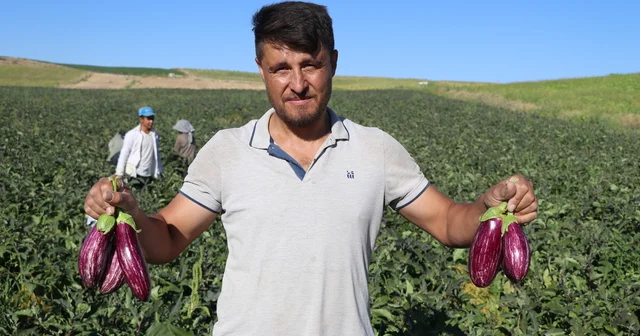 Kayseri nin coğrafi işaretli Yamula patlıcanında hasat başladı Kayseri Haberleri