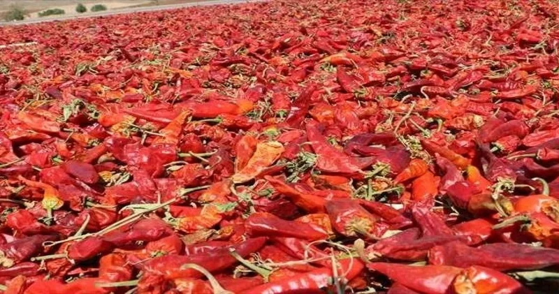 Şanlıurfa da Biberim az geldi görümcemin nazarı değdi diyenlere kötü haber
